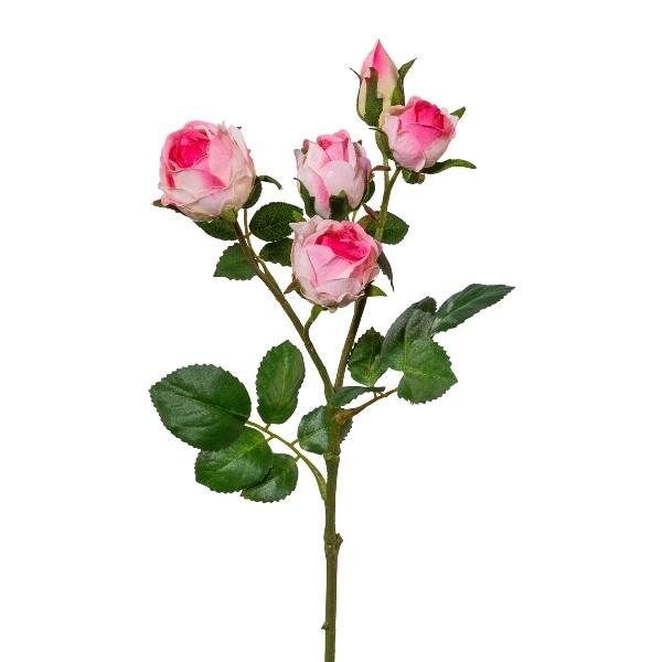 Gasper Polyantharose rosa