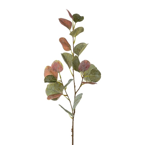 Gasper Eucalyptuszweig