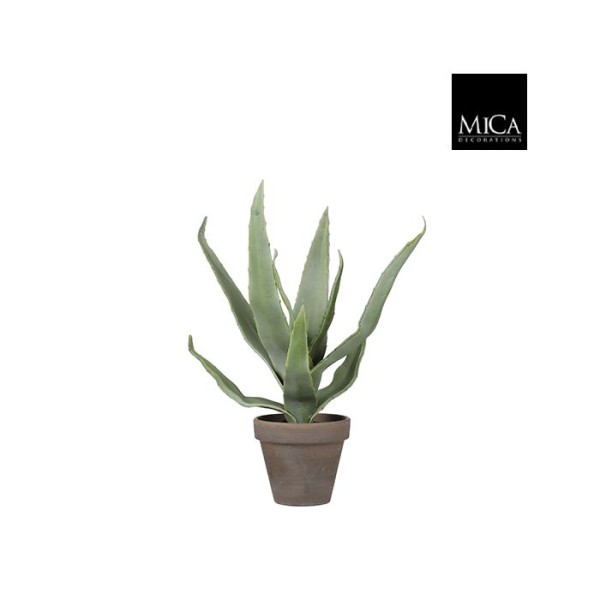 Aloe Vera 30cm